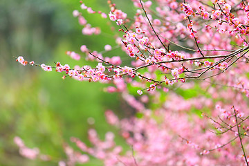 Image showing Flowers of cherry blossoms on spring day
