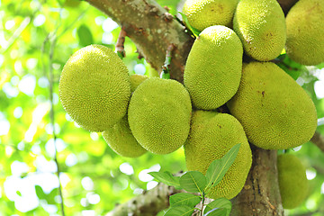 Image showing Jackfruit on tree