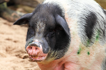 Image showing pig