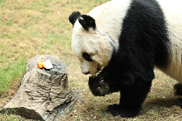 Image showing giant panda eating