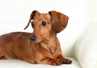 Image showing dachshund dog on sofa