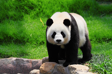 Image showing panda