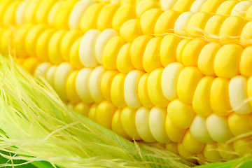 Image showing corn cob with green leaves