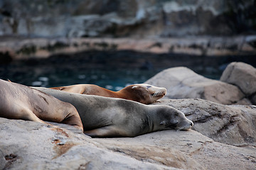 Image showing sea lion sleeping