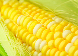 Image showing corn cob