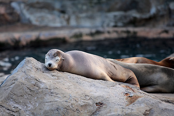 Image showing sea lion sleeping