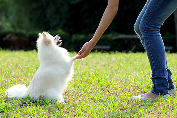 Image showing woman train her dog