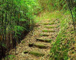Image showing path in bamboo forest