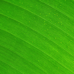 Image showing green leaf