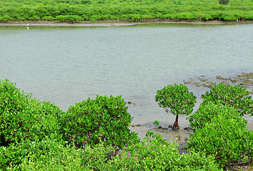 Image showing Red Mangroves in Hong Kong