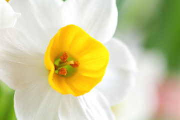 Image showing narcissus flowers