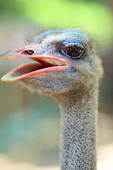 Image showing ostrich bird