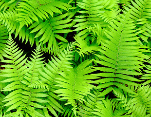 Image showing Fresh green leaf