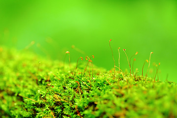 Image showing moss