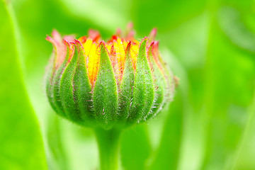 Image showing bud flower