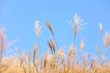 Image showing grass in autumn