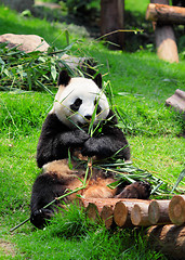 Image showing panda