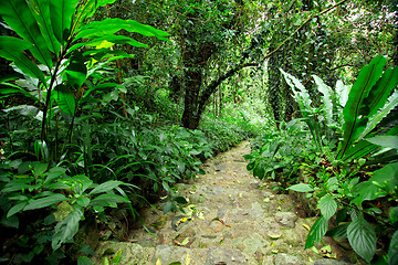 Image showing forest path road