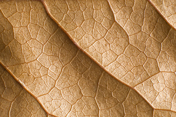 Image showing leaf