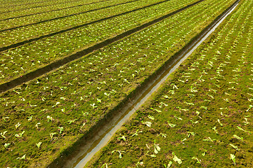 Image showing field not good of plants