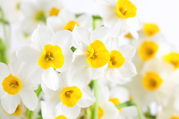 Image showing narcissus flowers