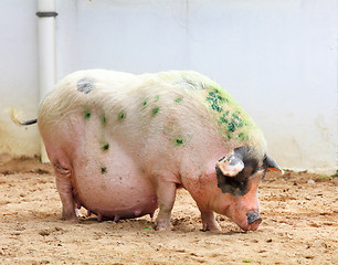 Image showing pig