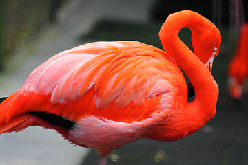 Image showing red flamingo