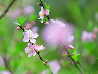 Image showing Flowers of cherry blossoms on spring day