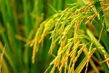 Image showing paddy rice field