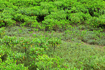 Image showing Red Mangroves in Hong Kong