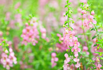 Image showing pink flower