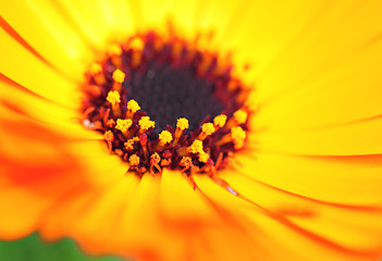 Image showing orange color flower in close up