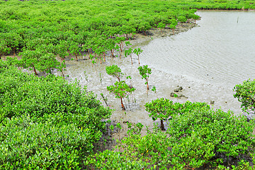 Image showing Red Mangroves grow near sea water in Hong Kong