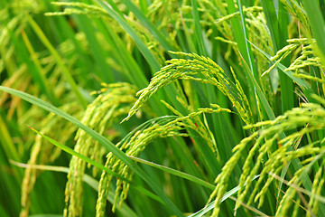 Image showing paddy rice field