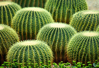 Image showing Golden ball cactus