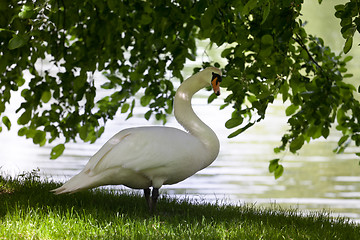 Image showing Mute swan on glade under the tree.