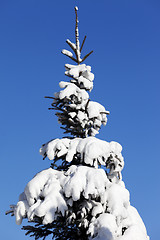 Image showing Snowy fir-tree on background of blue sky