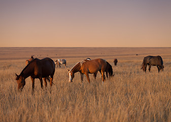 Image showing Herd of horses grazing in evening pasture