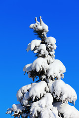 Image showing Winter fir tree on background of blue sky