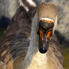 Image showing beak og a great gander