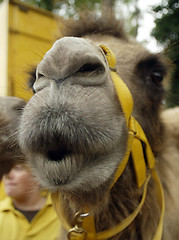 Image showing Camel