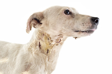 Image showing wounded jack russel terrier