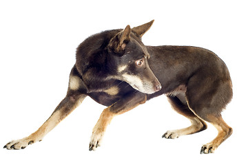 Image showing kelpie