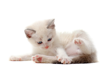 Image showing playing Siamese kitten