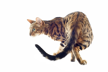 Image showing bengal cat