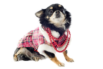 Image showing dressed chihuahua