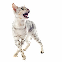 Image showing aggressive bengal cat