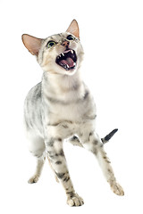 Image showing aggressive bengal cat