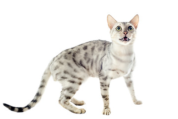 Image showing bengal cat