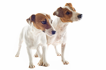 Image showing two jack russel terrier